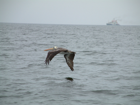 06 machtige vogels