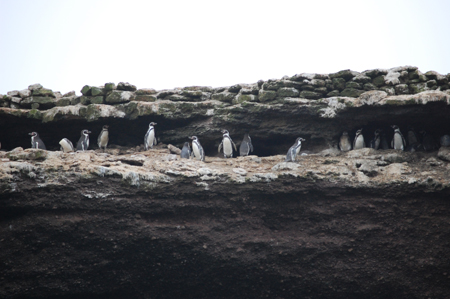 21 Pinguins